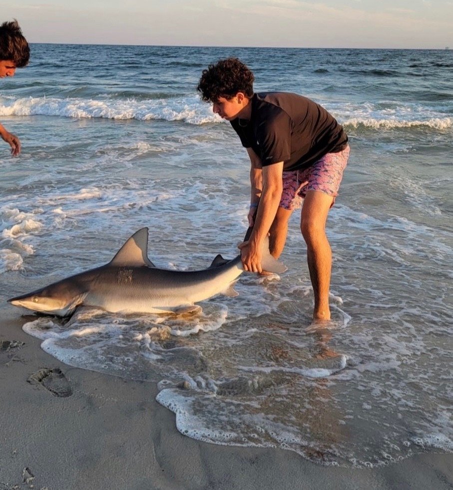 Sharks galore on Long Island's South Shore Herald Community